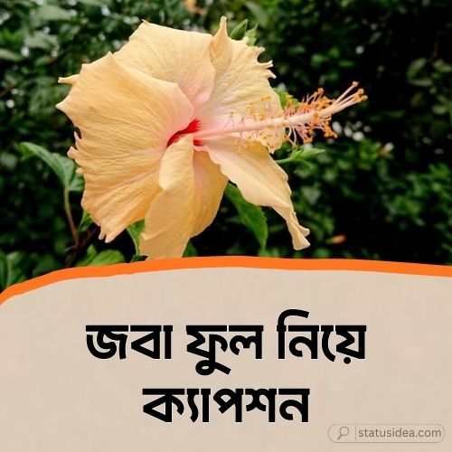 জবা ফুল নিয়ে ক্যাপশন: ৩৫৮+ স্ট্যাটাস আইডিয়া