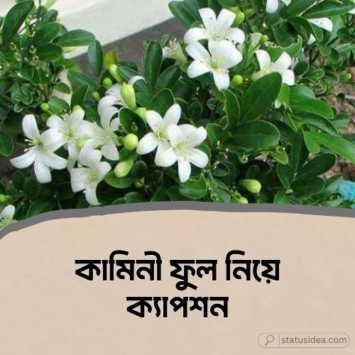 কামিনী ফুল নিয়ে ক্যাপশন