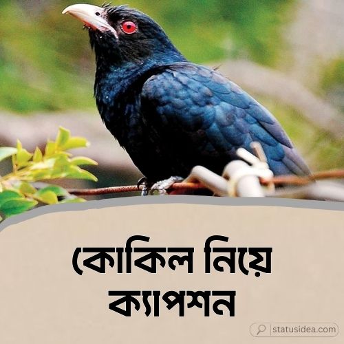 কোকিল নিয়ে ক্যাপশন