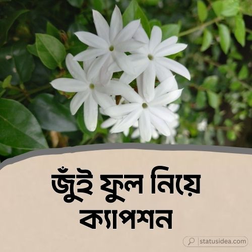 জুঁই ফুল নিয়ে ক্যাপশন