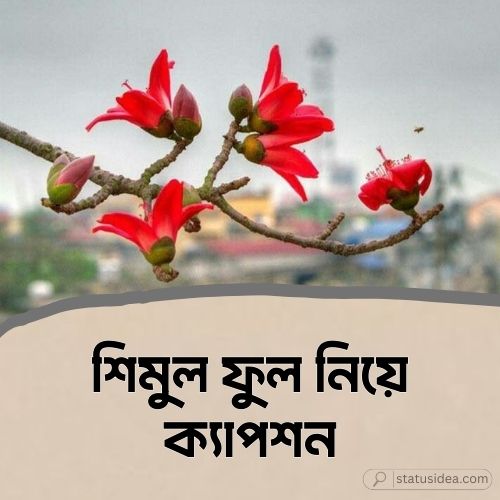 শিমুল ফুল নিয়ে ক্যাপশন