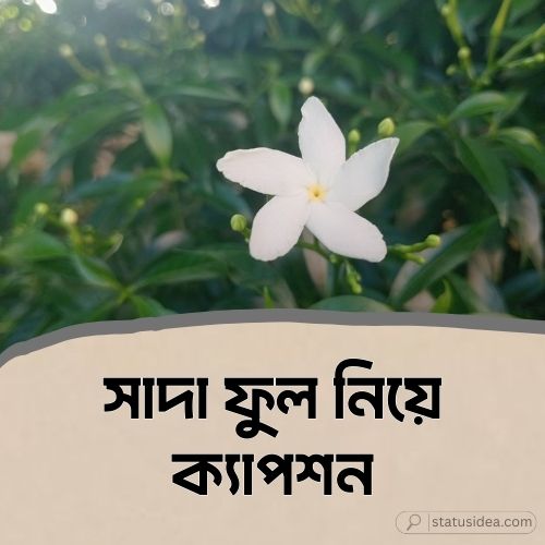 সাদা ফুল নিয়ে ক্যাপশন